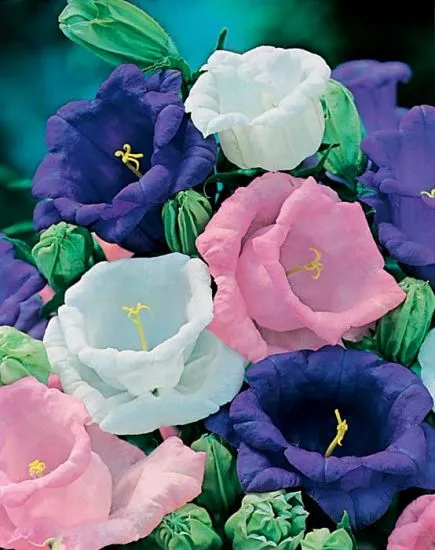 Canterbury Bells - Cup and Saucer Mixed (Seeds)