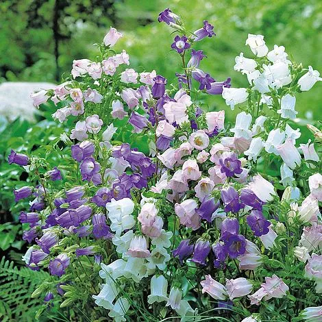 Canterbury Bells - Cup and Saucer Mixed (Seeds)