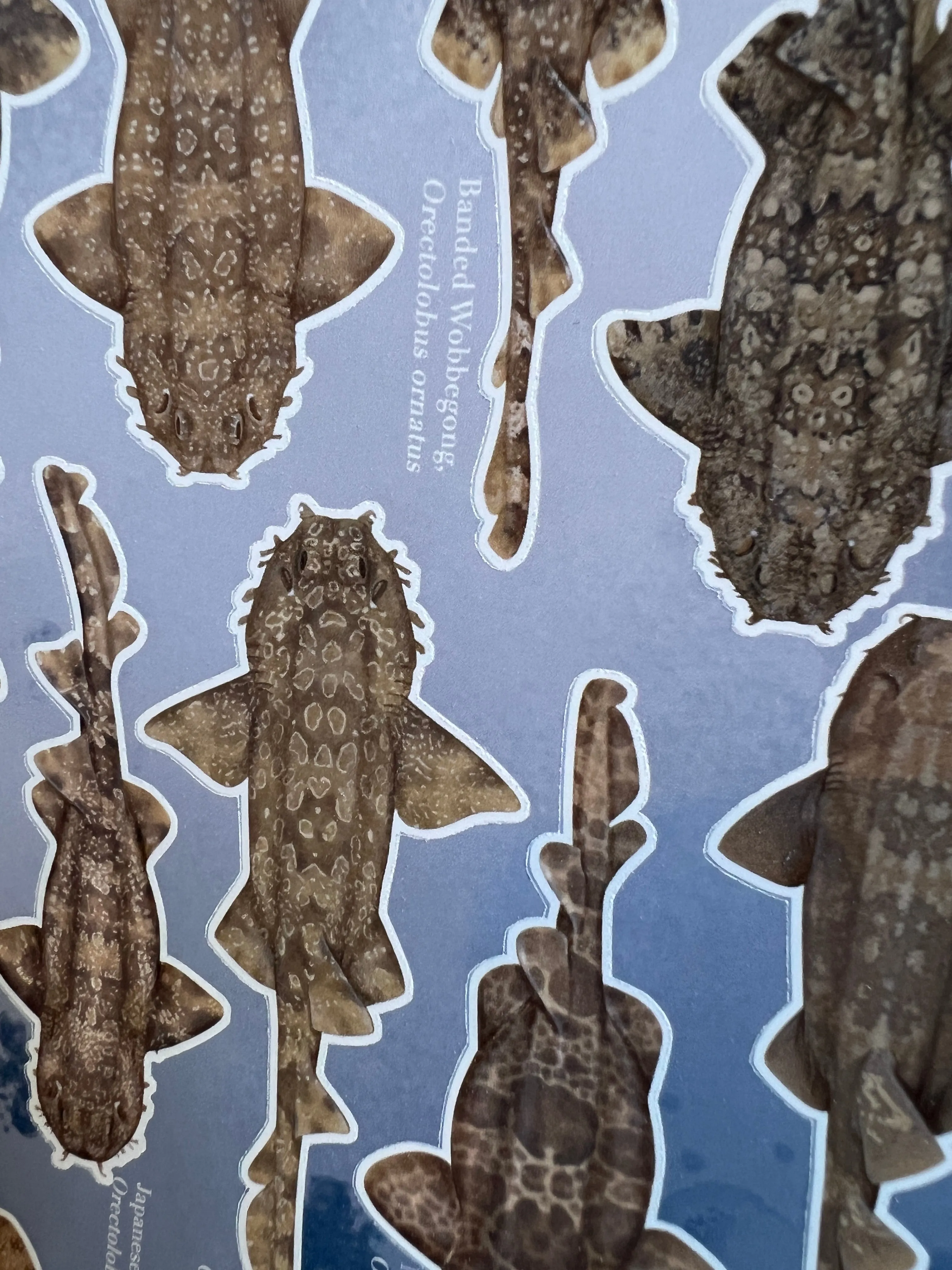 Wobbegongs of the World - Sticker Sheet